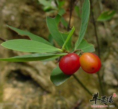 热血魔兽:植物专家与死亡骑士的双重身份