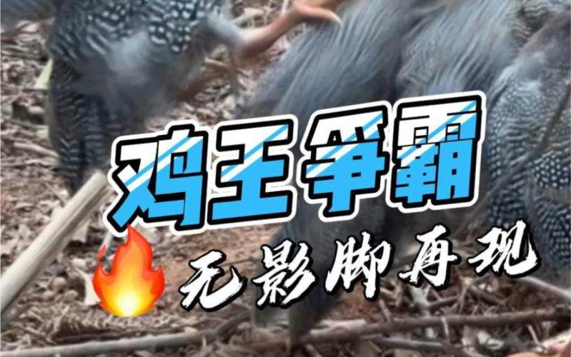 回顾鸡王杯:一部被遗忘的经典之作