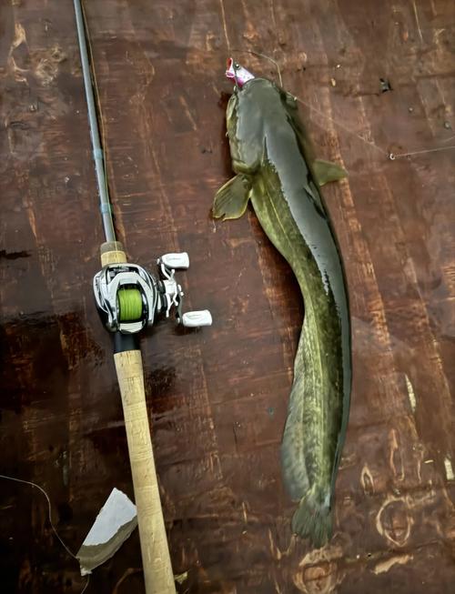 熔鳞鲶鱼怎么钓？新手玩家必看钓鱼指南