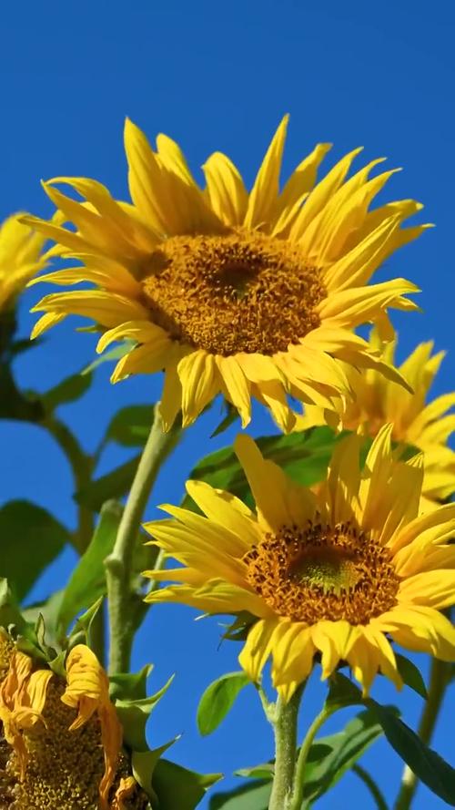 向日葵视频污免费下载app在线看:超清流畅播放