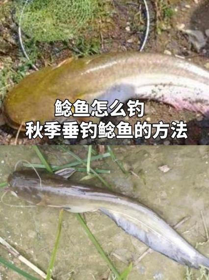 熔鳞鲶鱼怎么钓？新手玩家必看钓鱼指南