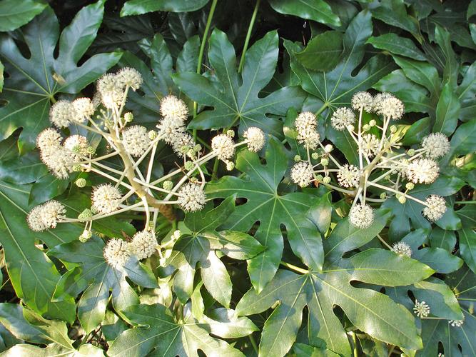 热血魔兽:植物专家与死亡骑士的双重身份