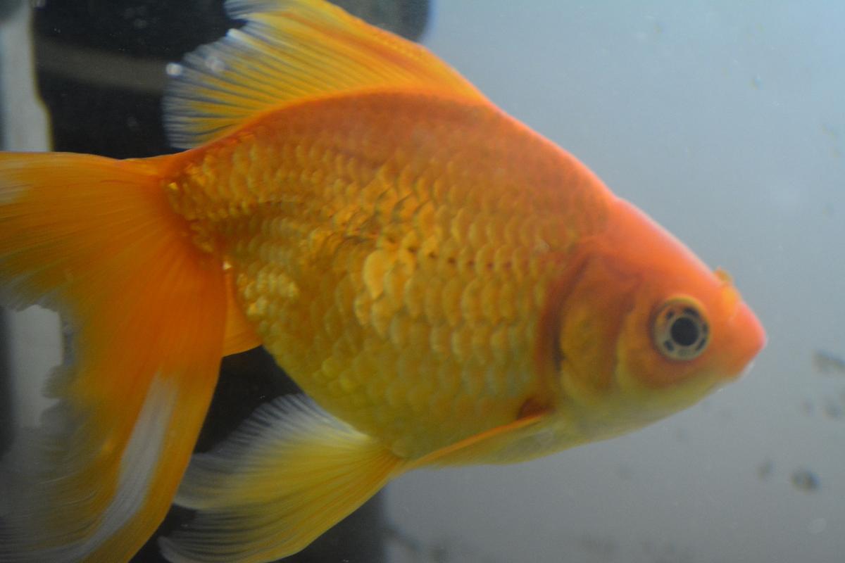 网络谣言大揭秘：金鱼的记忆真的只有7秒？