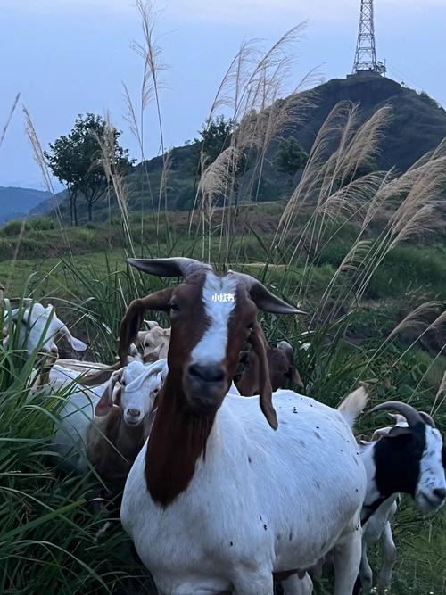 各平台剪羊羊下载资源汇总，总有一款适合你！
