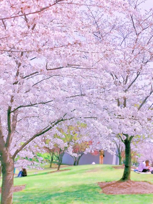 想玩红樱花馆?教你轻松下载安装完整版