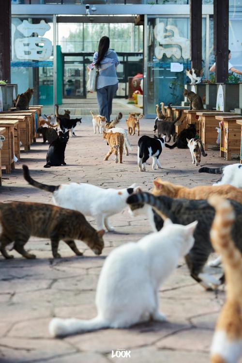 喵喵岛3:全新玩法大揭秘,策略竞技,收集星星赢胜利!