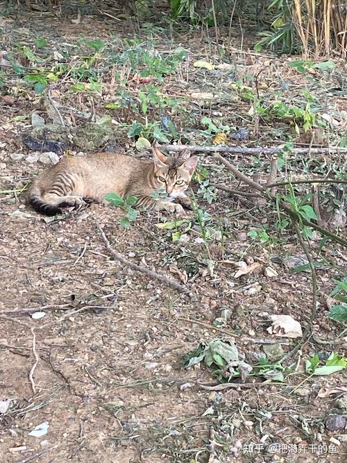 想玩野猫?这里有你需要的野猫版本大全