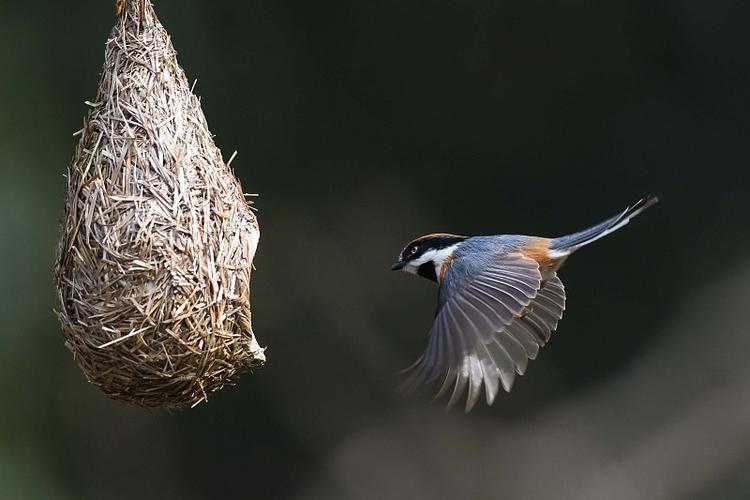还在找归巢下载？超清晰音质免费下载资源
