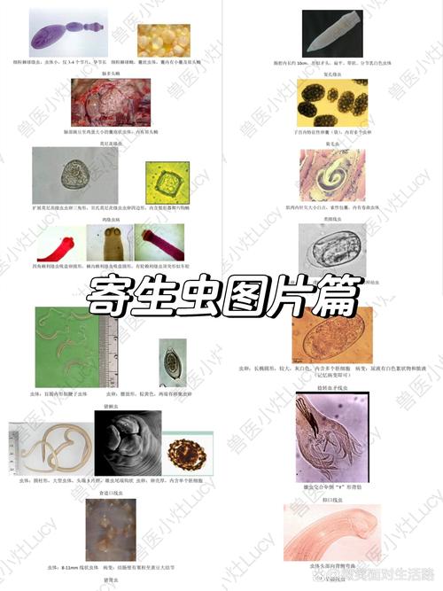详解内部寄生虫版本大全:图文识别各种寄生虫