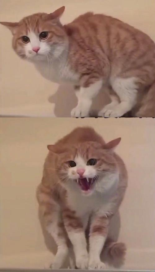 想玩当你的猫咪?这里有你想要的全部版本!