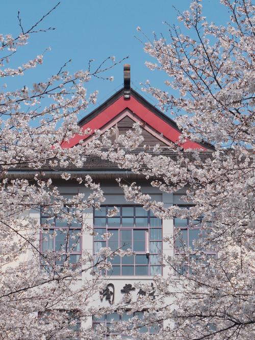 想玩红樱花馆?这里提供所有版本下载链接大全