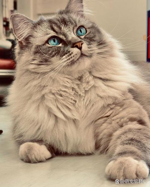 当你的猫咪下载地址分享：快速下载萌宠游戏！