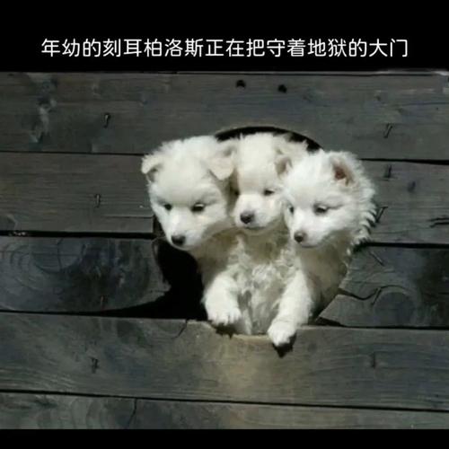 探秘刻耳柏洛斯:揭开地狱三头犬的神秘面纱