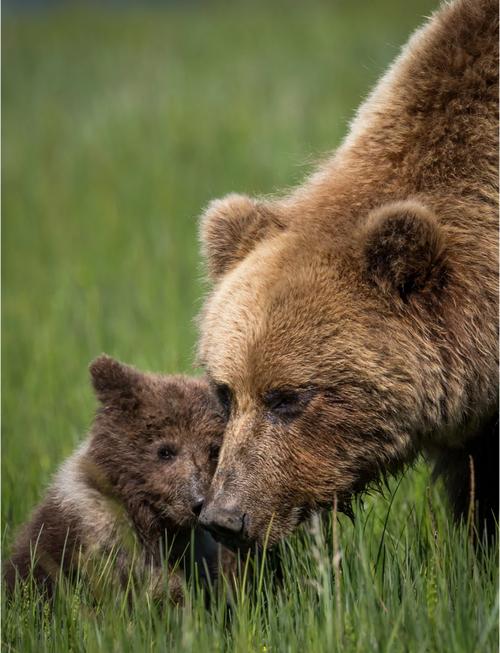 森林之友有哪些？这几种可爱的动物你一定喜欢！