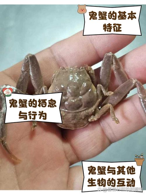 鬼脚蟹多少钱一斤?哪里能买到正宗的鬼脚蟹?