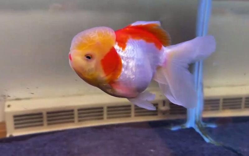 手机版养鱼大亨中文版2，随时随地变身养鱼达人！