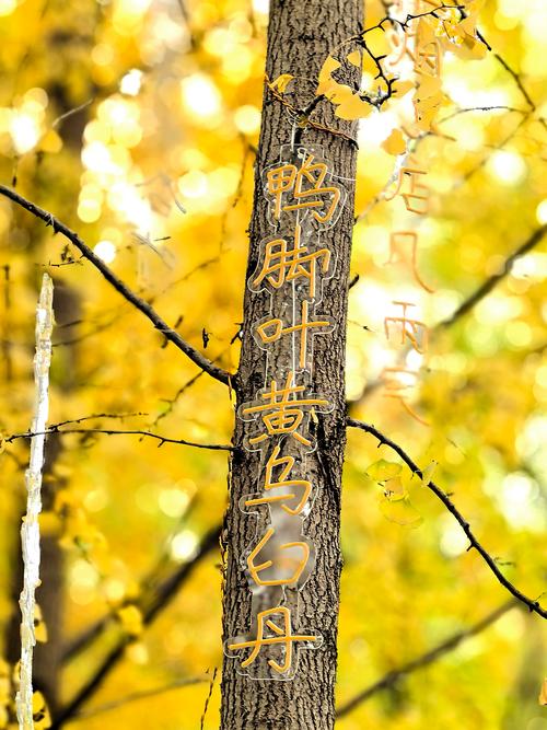 流年剪影文案怎么写?这些句子唯美又动人!