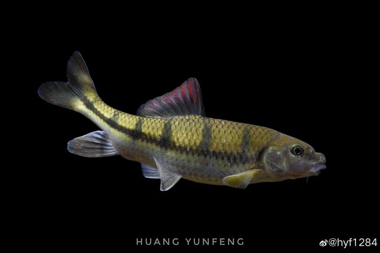 斑点魔尾鱼多少钱一条?稀有鱼种价格惊人!