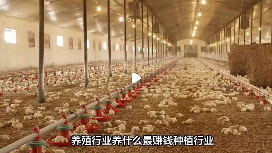 牧场养什么最赚钱?内行人告诉你答案!