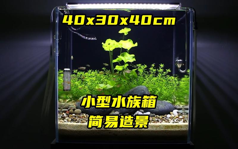 迷你水族馆造景教程,手把手教你布置漂亮鱼缸!