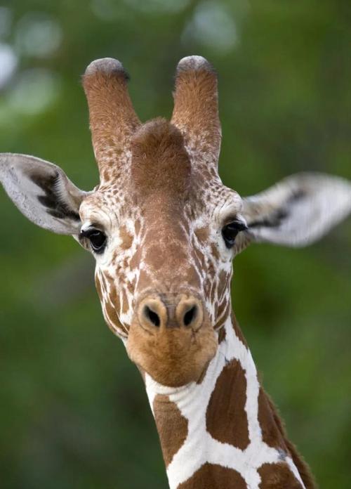 揭秘动物高血压:什么动物天生就有高血压?