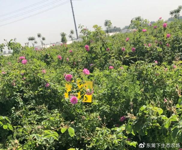 农场大师怎么快速升级?这份攻略请收好!