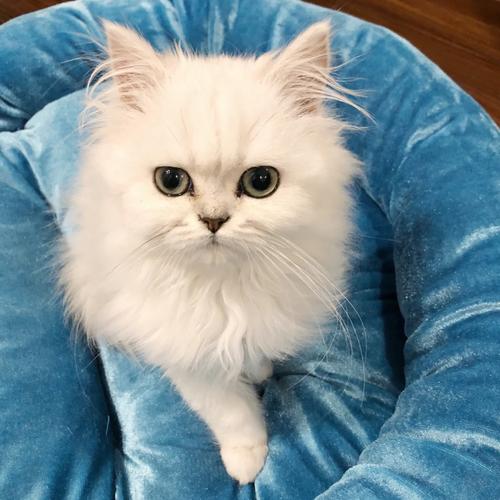 野猫下载地址在哪?最新最全的下载链接分享!