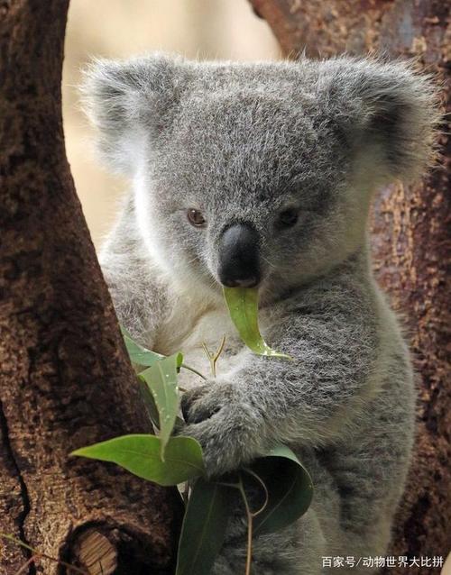 森林之友有哪些？这几种可爱的动物你一定喜欢！
