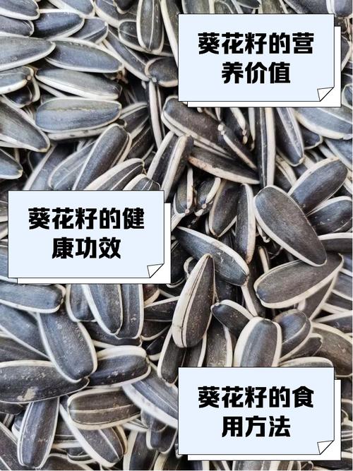 葵花籽是向日葵的啥?看完你就明白啦!