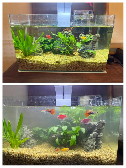 迷你水族馆造景教程,手把手教你布置漂亮鱼缸!