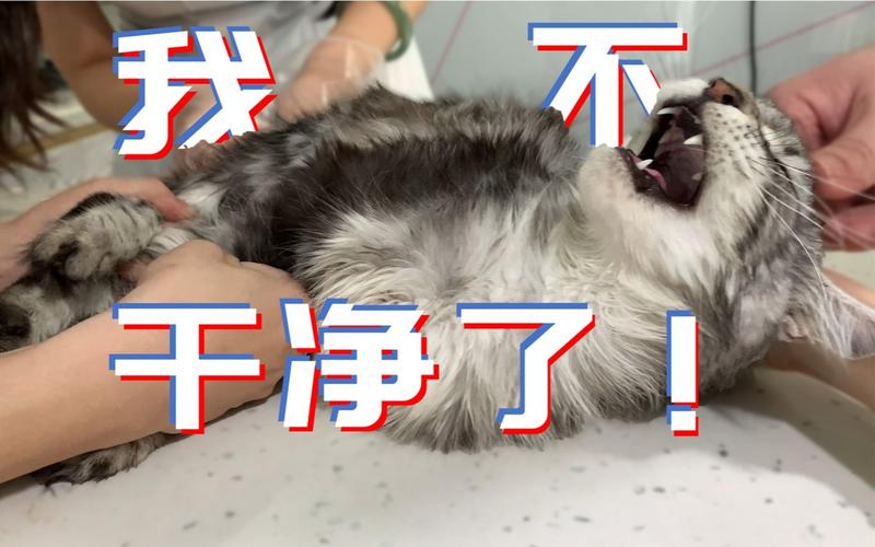 捡到千年猫你弟弟喜欢的游戏咋回事？背后故事揭秘！