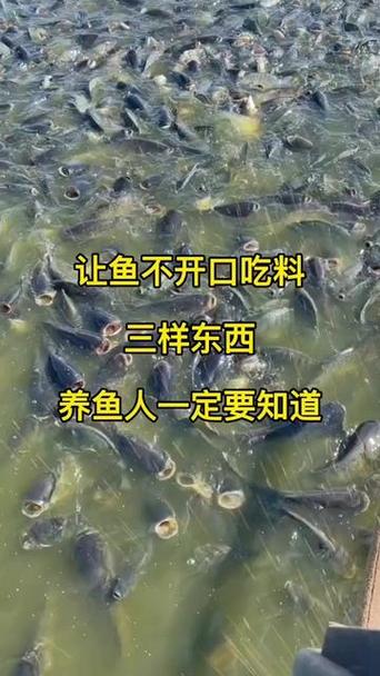 手机版养鱼大亨中文版2，随时随地变身养鱼达人！