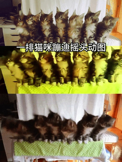 抖音五只猫摇头表情包在哪下载?超全合集分享!