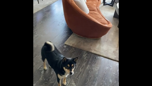 豪宅V0.89游戏攻略:弟弟超爱玩,你还不来试试?