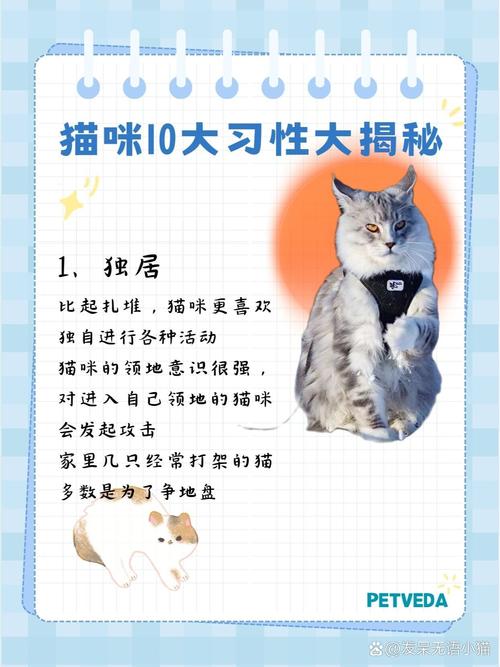当你的猫咪版本大全:各种奇葩猫咪行为大揭秘!