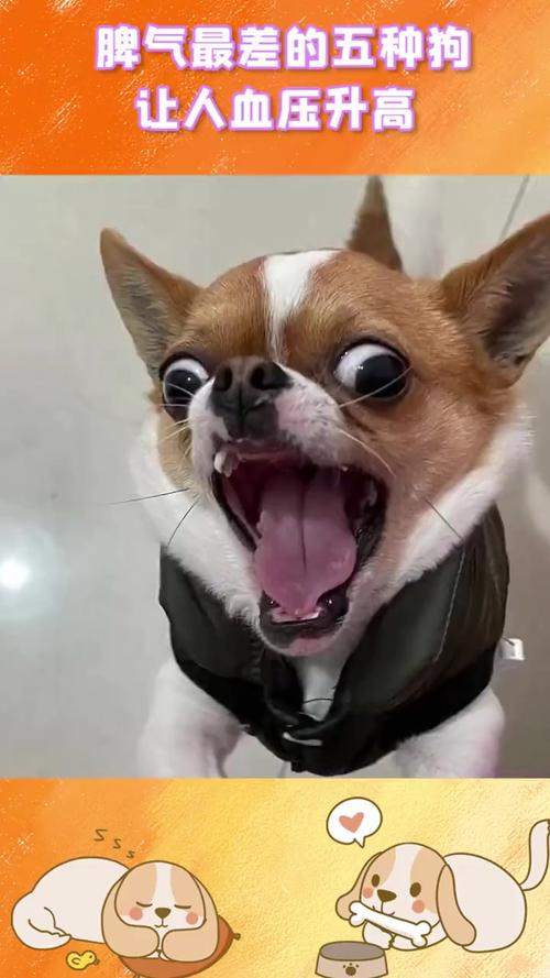 啥动物天生高血压？这几种动物血压高得吓人！