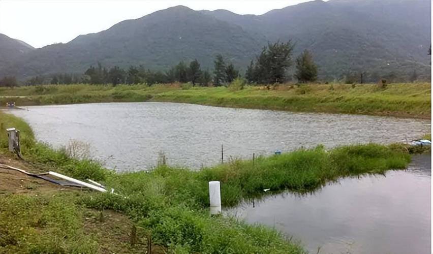 开心鱼塘怎么玩?新手也能快速上手的养鱼攻略!