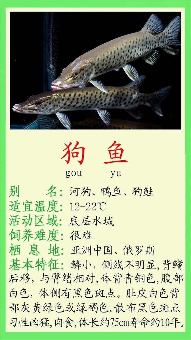 哪种动物高血压比较常见?看完这份名单你就懂了!