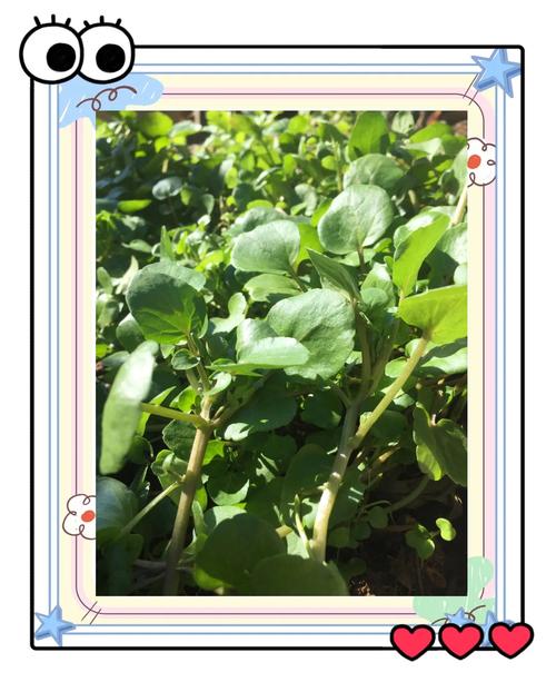 大白菜和柠檬维C含量大比拼，结果惊人！