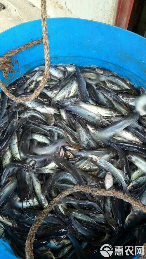 斑点魔尾鱼多少钱一条?稀有鱼种价格惊人!