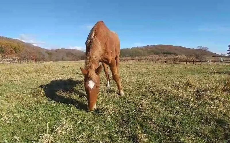 大树快车靠谱吗?一文带你了解它的优缺点!