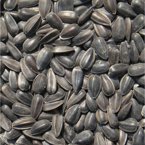 葵花籽是向日葵的啥?看完你就明白啦!