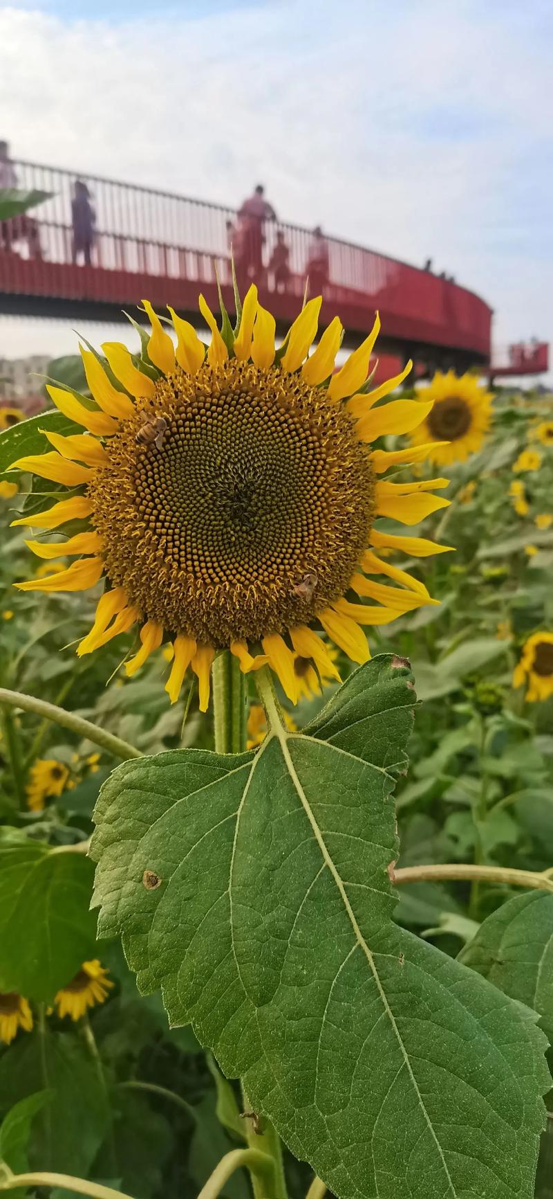 向日葵视频破解无限制版是真的吗？看完这篇你就懂了！