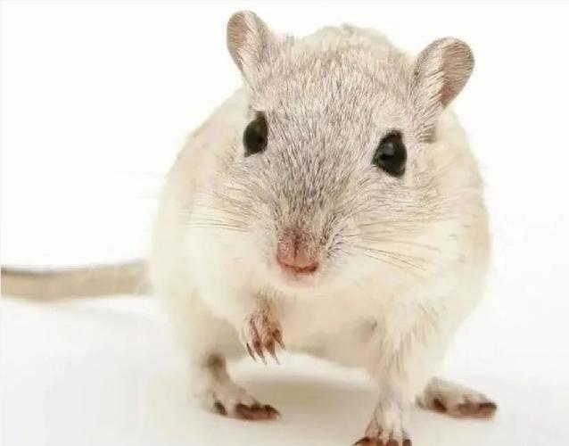 哪种动物高血压比较常见?看完这份名单你就懂了!