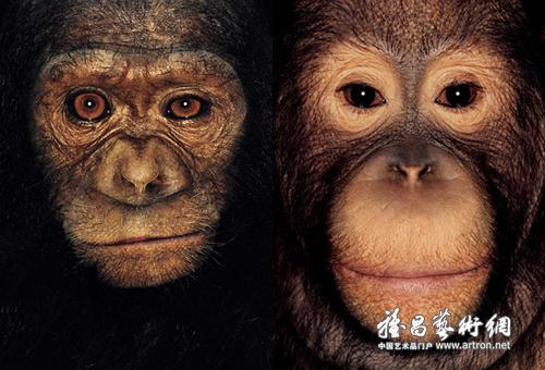 动物也有指纹吗?揭秘拥有和人类相似指纹的物种!