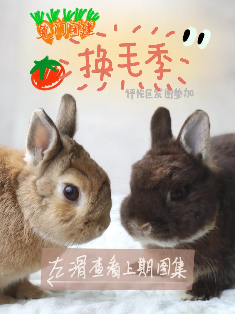 想找兔兔助手官网?这篇文章帮你快速找到它!