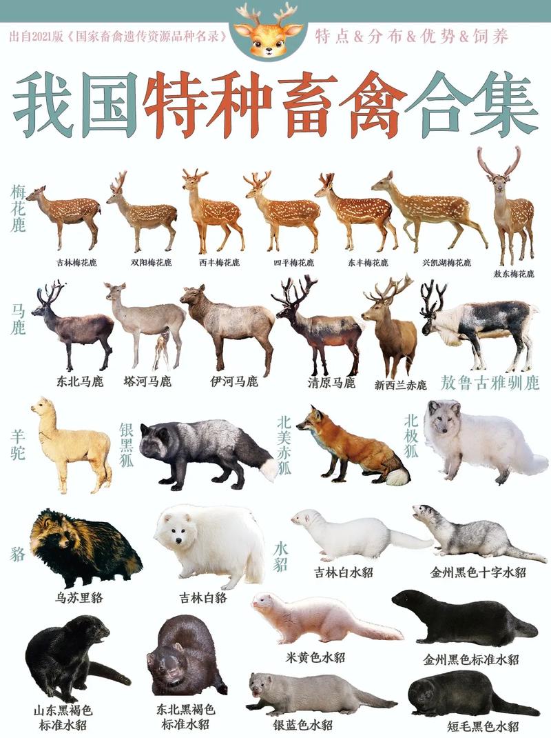 哪种动物高血压比较常见?看完这份名单你就懂了!