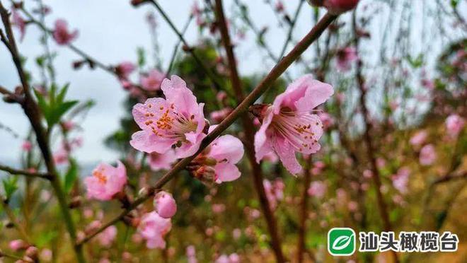 桃花直播下载安装失败怎么办?常见问题解决方法汇总!