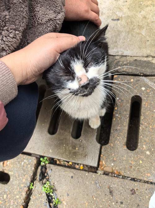 小野猫N上版本大全怎么看?这些方法你必须知道!