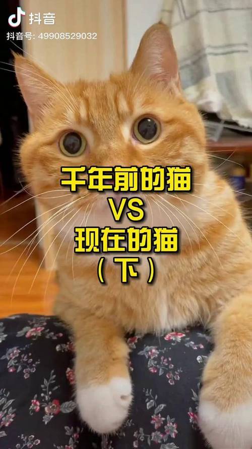 捡到千年猫最新版本玩法详解：解锁猫咪隐藏剧情